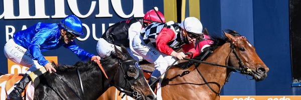 Domenic Romanelli banner