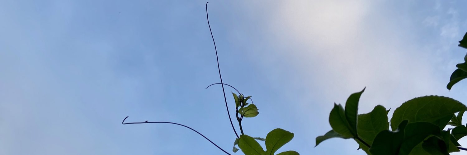 fioferra's profile banner image