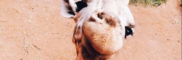 ArizonaDaniela's profile banner image