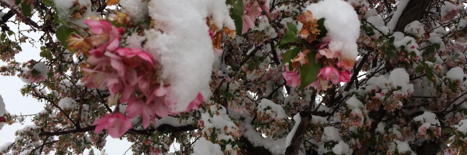 April Young-Bennett banner