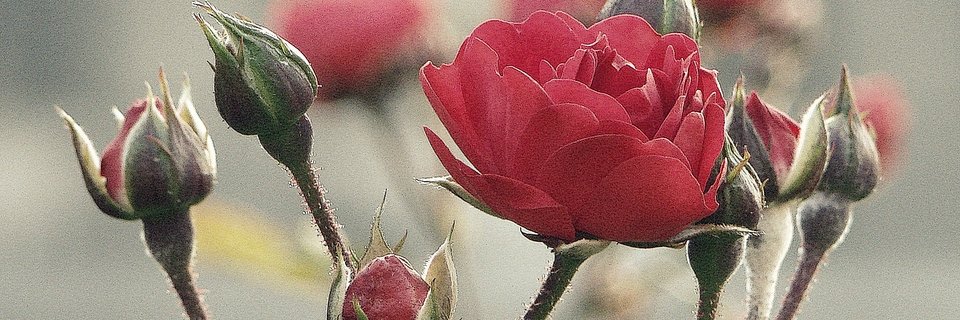 hiroko_112233's profile banner image