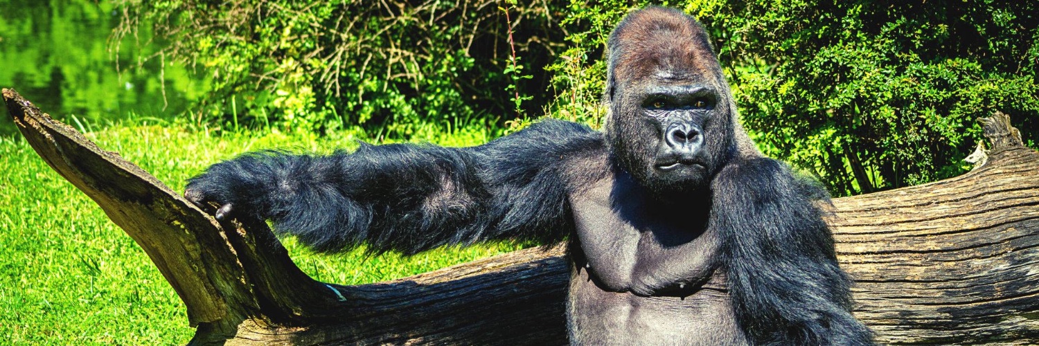 politicalprimate banner
