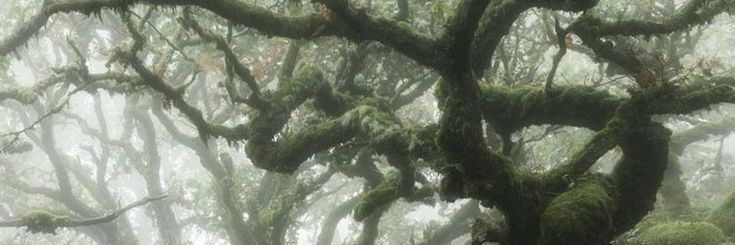 Raventeamalpha's profile banner image