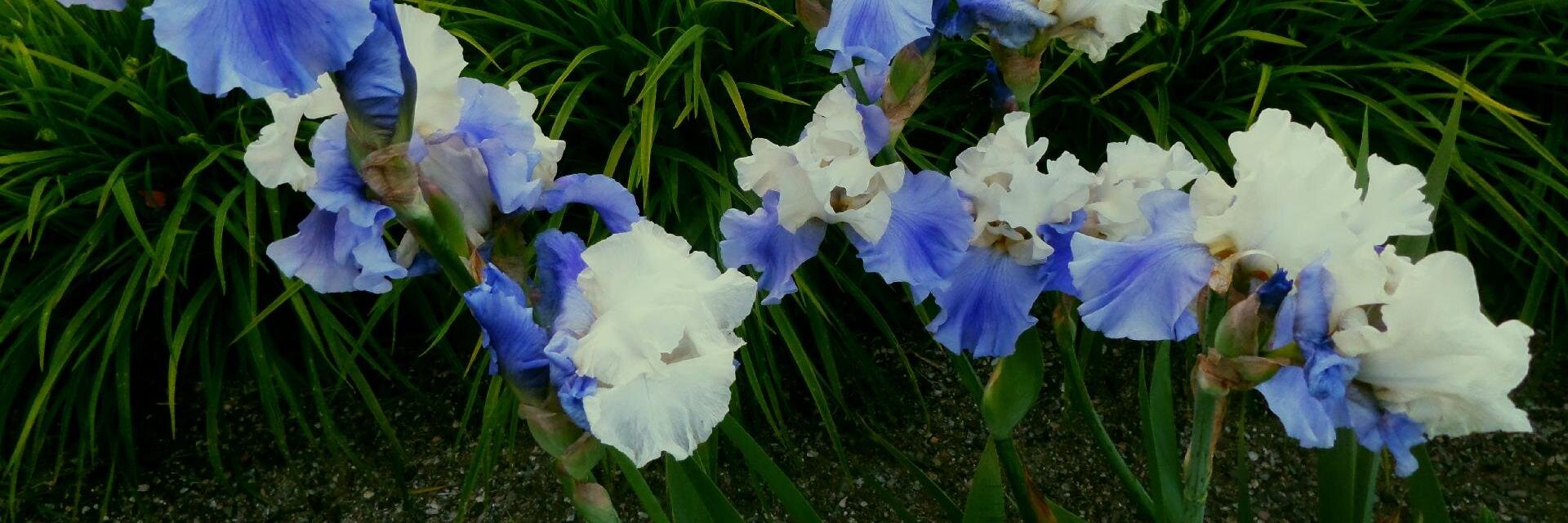 Allmen Quester banner