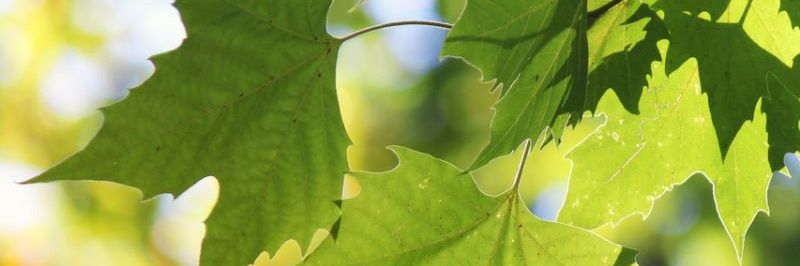 Archie_Murali's profile banner image