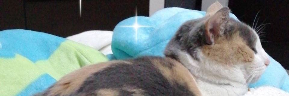 Meimei778's profile banner image