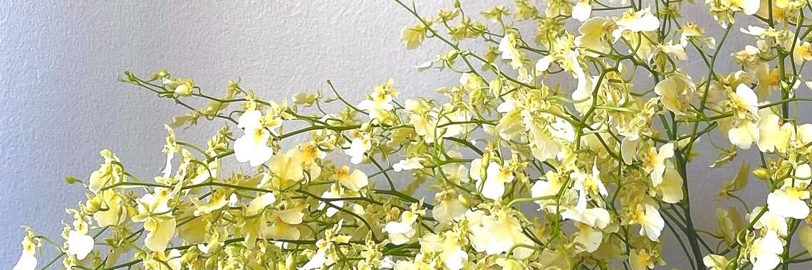mouko412's profile banner image