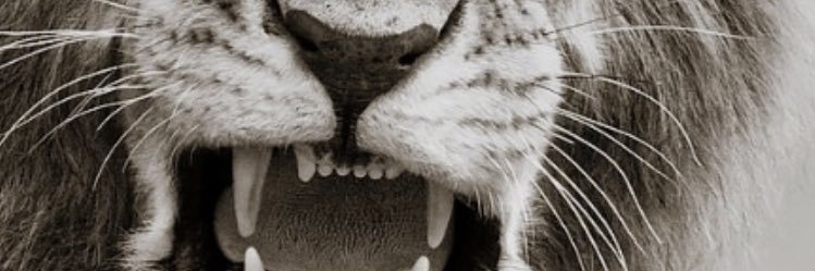 nik_sisic's profile banner image