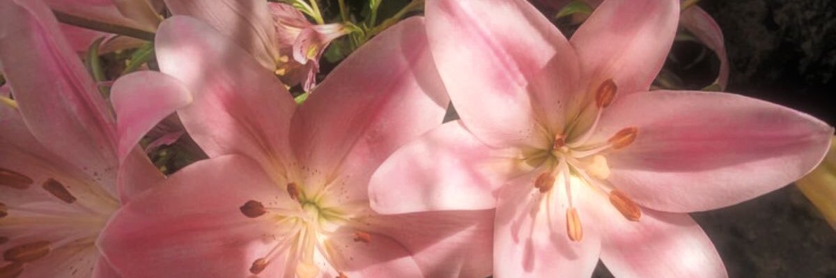 coralinæ✩࿐ banner