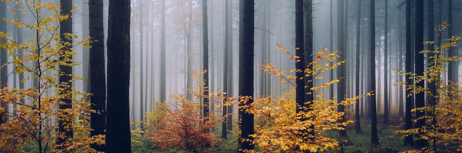 j e a n a l t banner