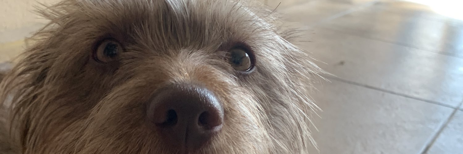 sofirodrigueztr's profile banner image