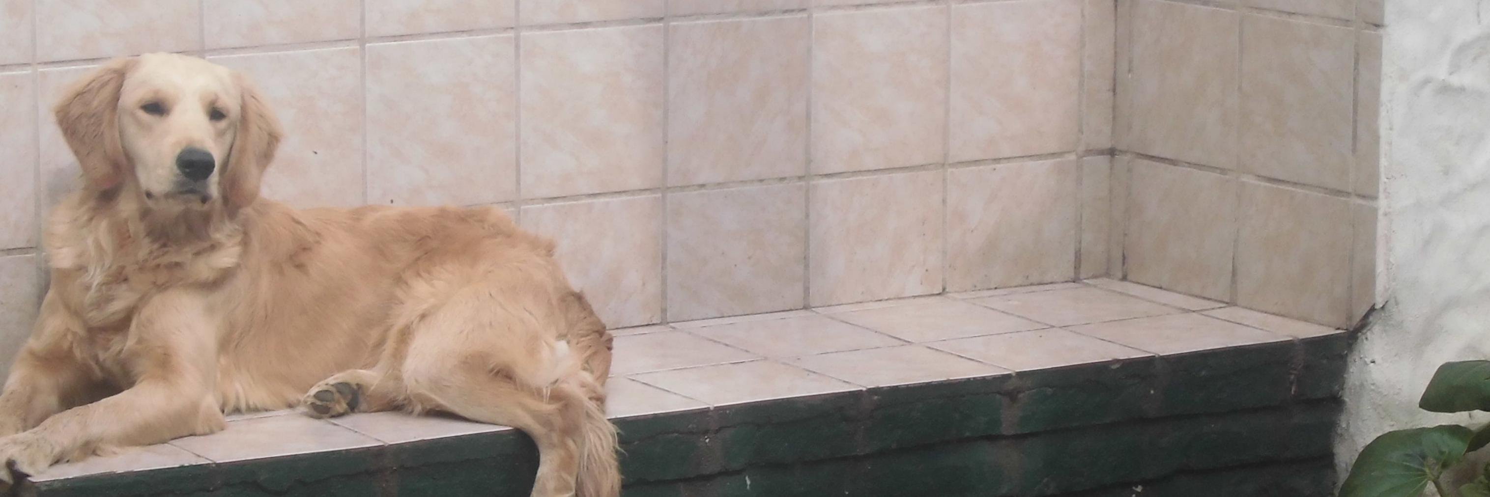 segundo_freud's profile banner image