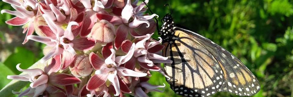 ForTheMonarchs's profile banner image