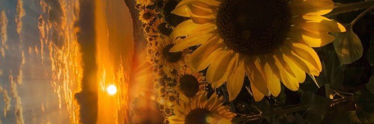 eaideerdz's profile banner image