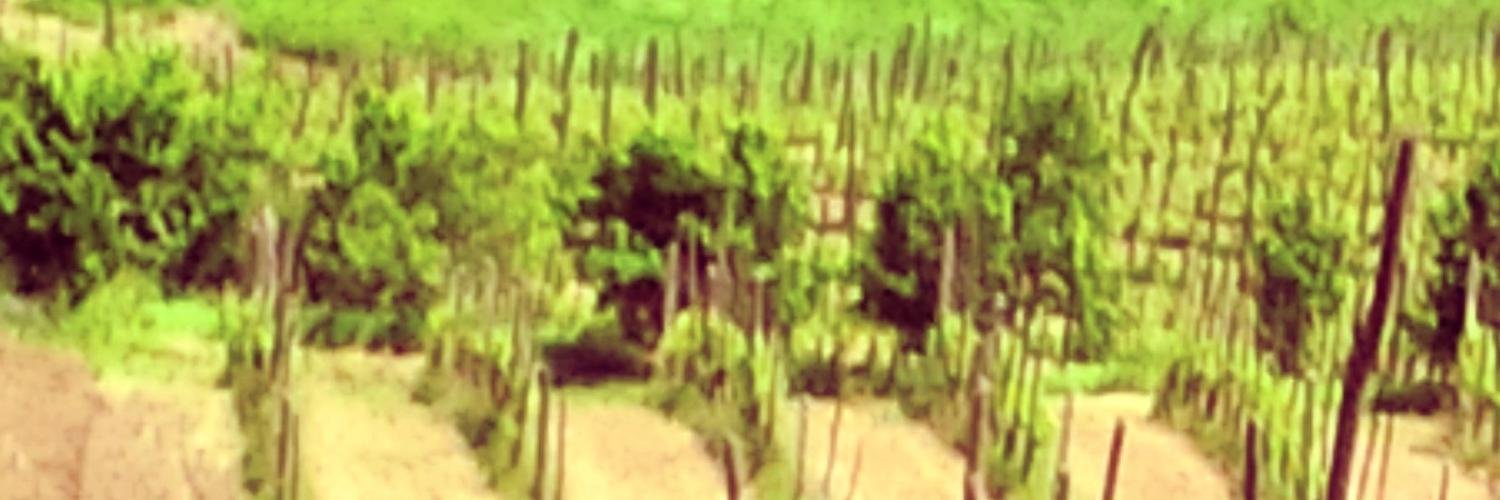 terroirdactyl's profile banner image