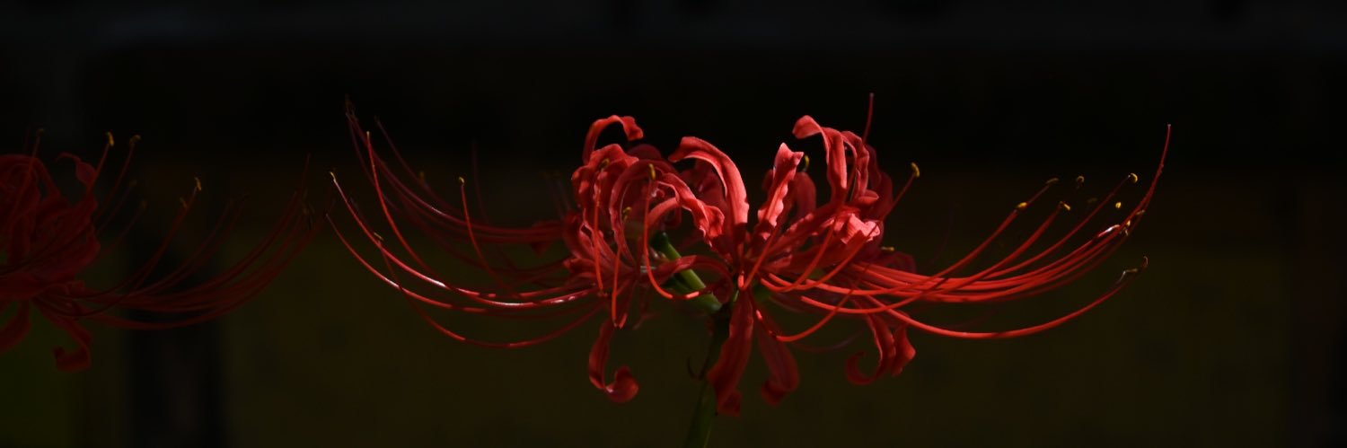 P_flower_0110's profile banner image