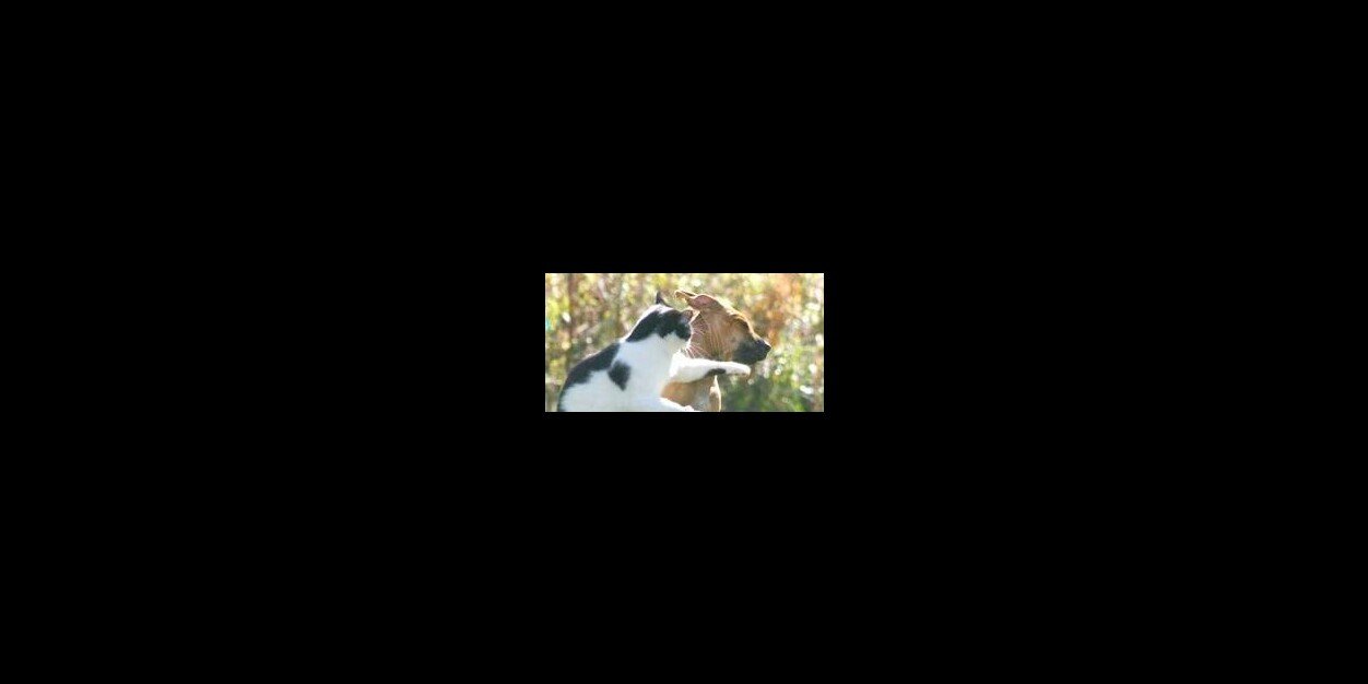 novendyas's profile banner image