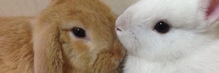 clover is Awesome! banner