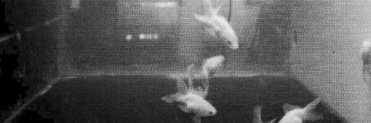 ⛥: 𝐋𝐔𝐂𝐊𝐄. banner