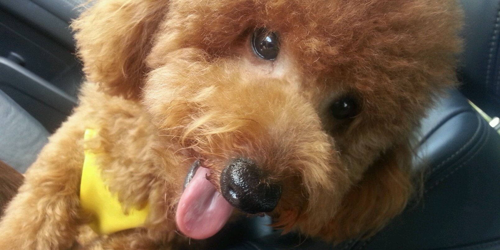 MiraiJacob's profile banner image