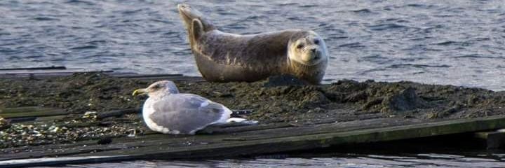 Robert Houghton banner