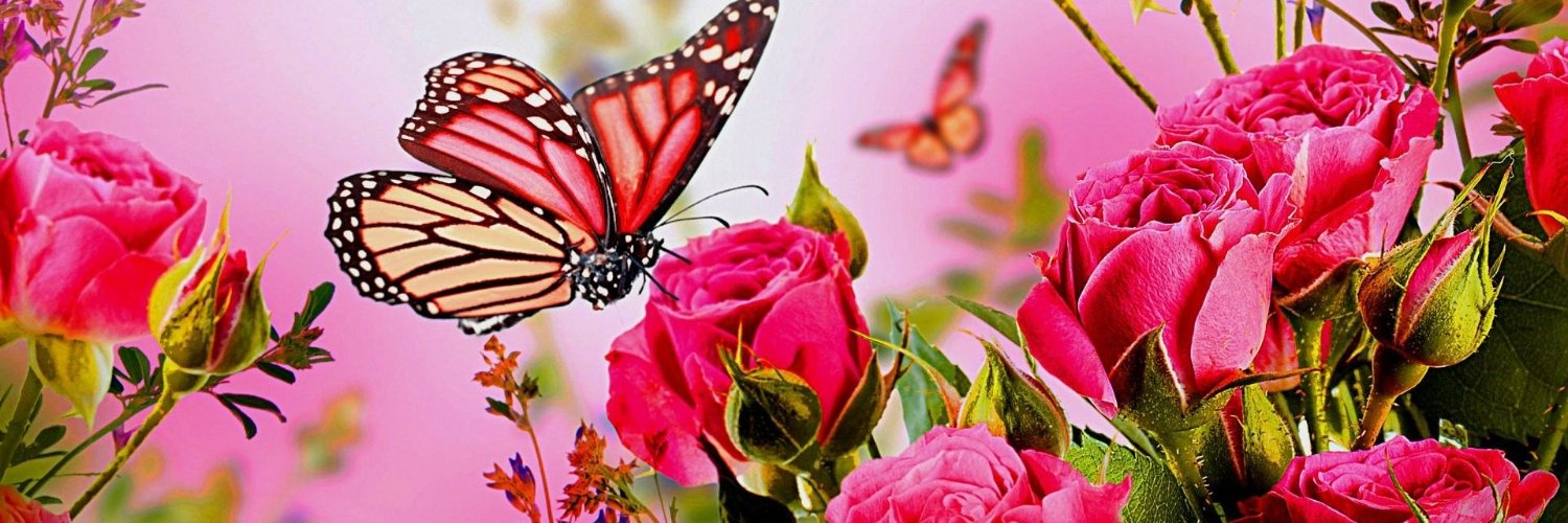 Elena banner