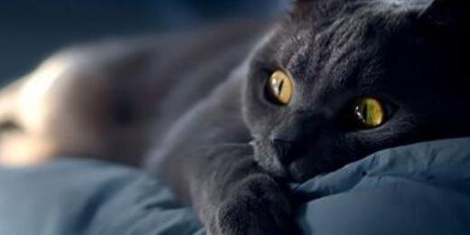 TrazTigerBrook's profile banner image