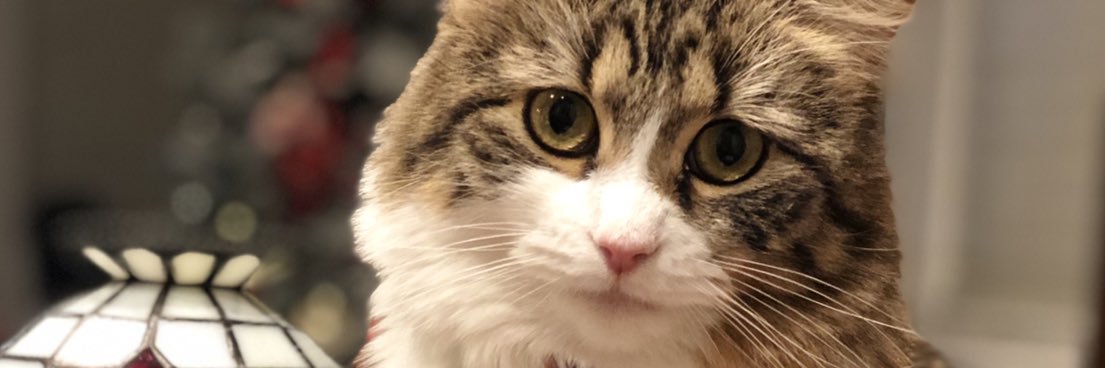 nmmoredo's profile banner image