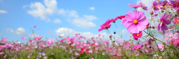 perrydais Profile Banner