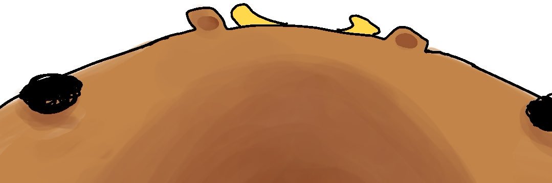 DroolingCapy banner