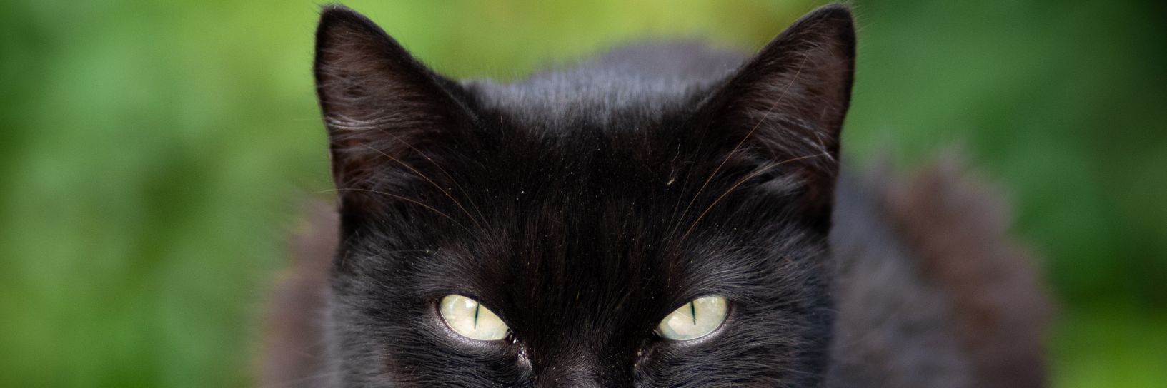 Sensei.Maverick banner