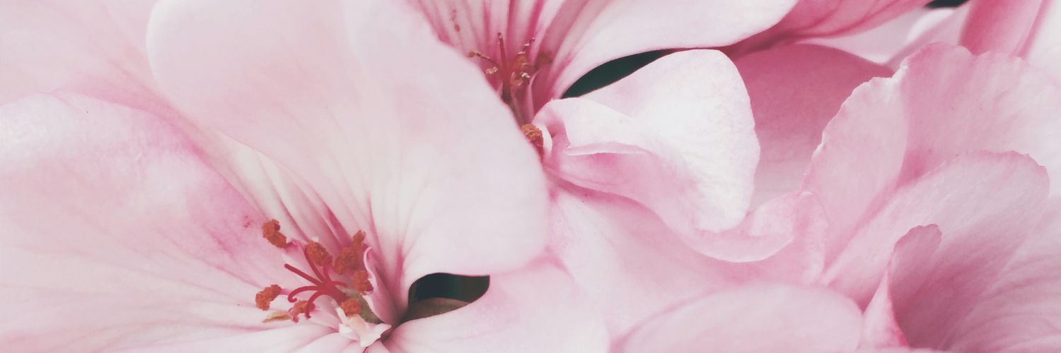 ˚.🎀 ༘⋆ monica banner