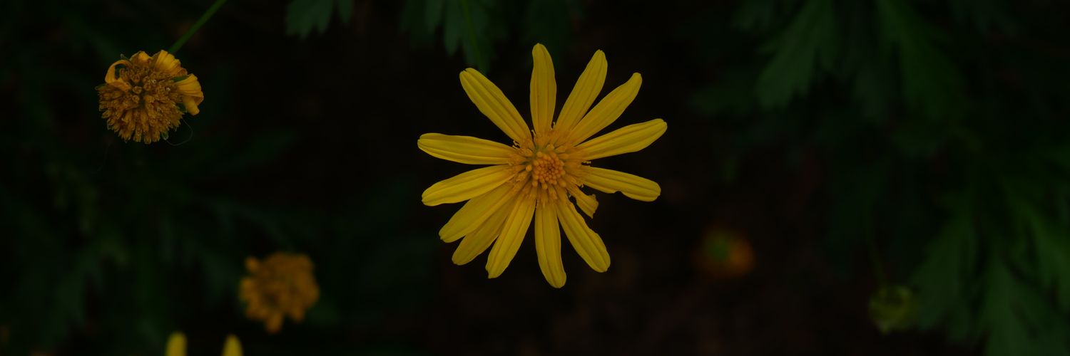 tarrahpot's profile banner image