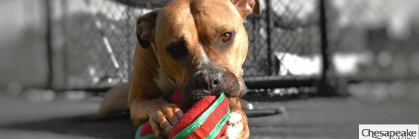 ChesAnimalServ's profile banner image