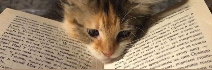 Pawsitive 🐾 banner