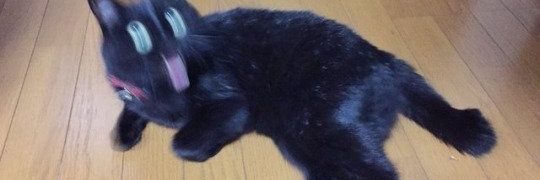WiseKitteh's profile banner image