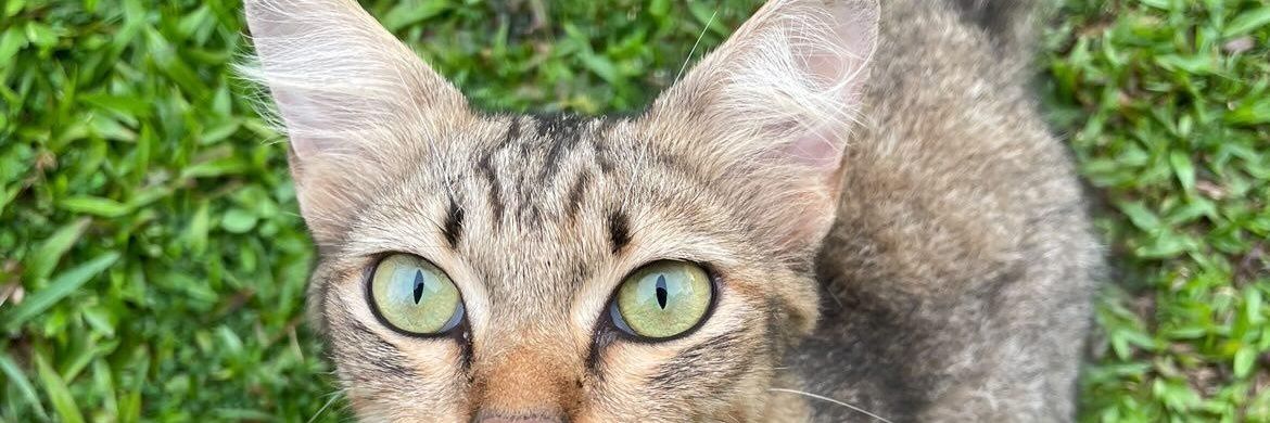 Acha_ida's profile banner image