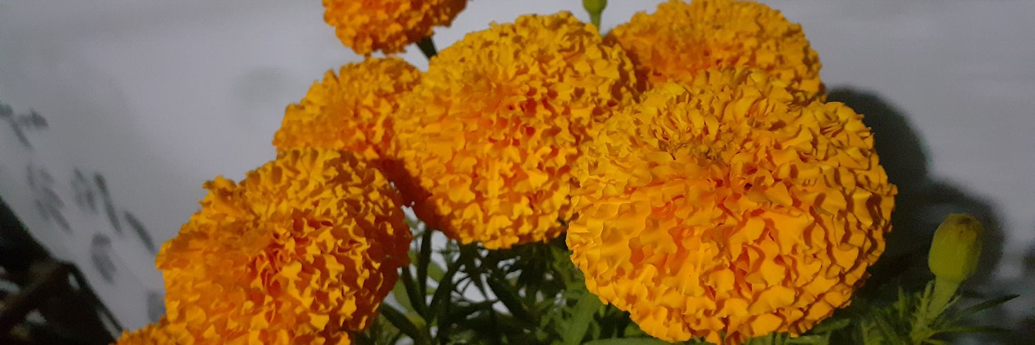 deenesh_niraula's profile banner image