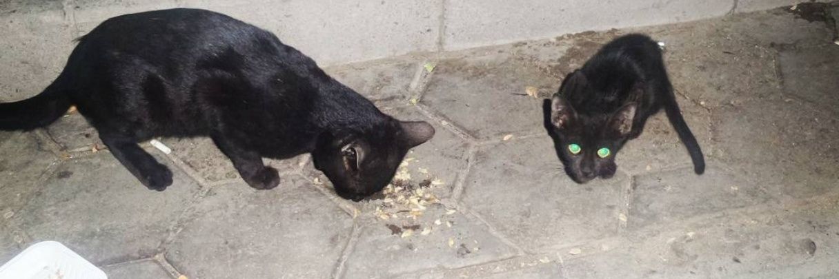 black cat banner