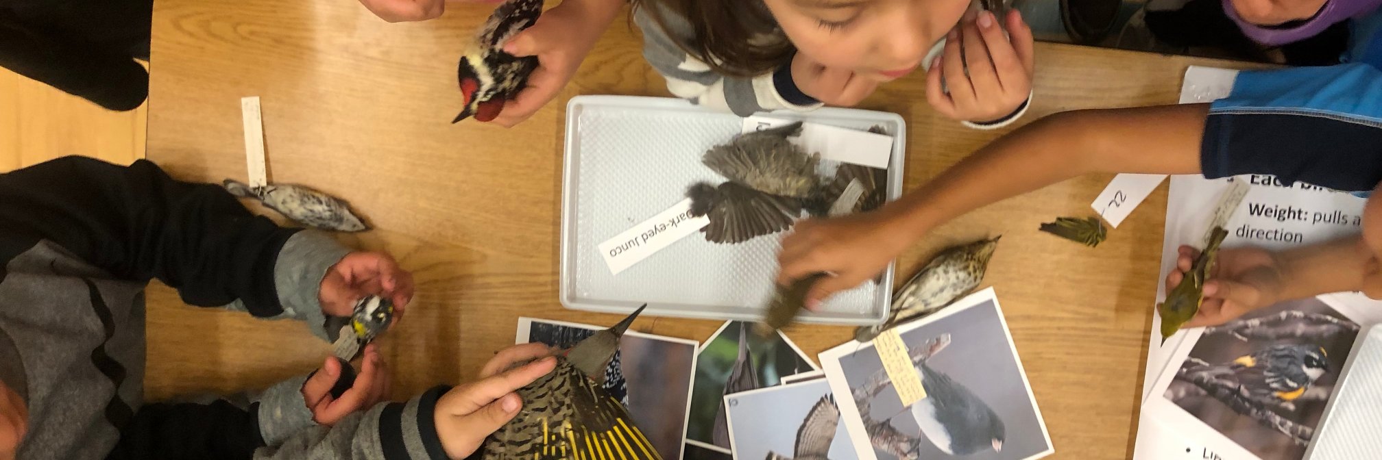 Emily McKinnon banner