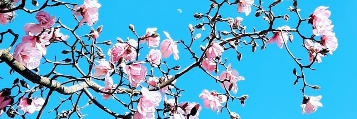 DottNett's profile banner image