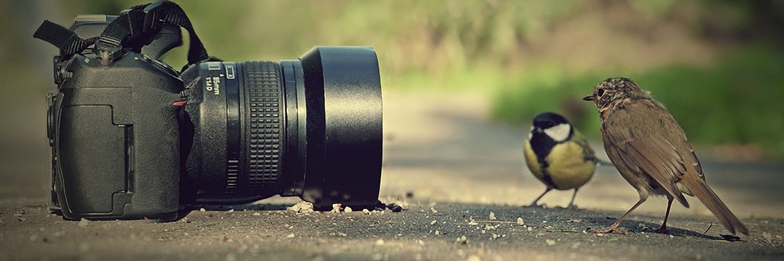 DimPu_Rajpoot's profile banner image