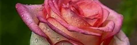 Duvalinno's profile banner image