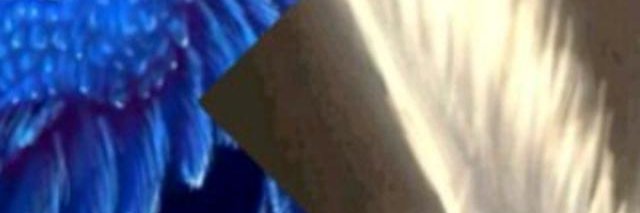 La China Nazitavb banner