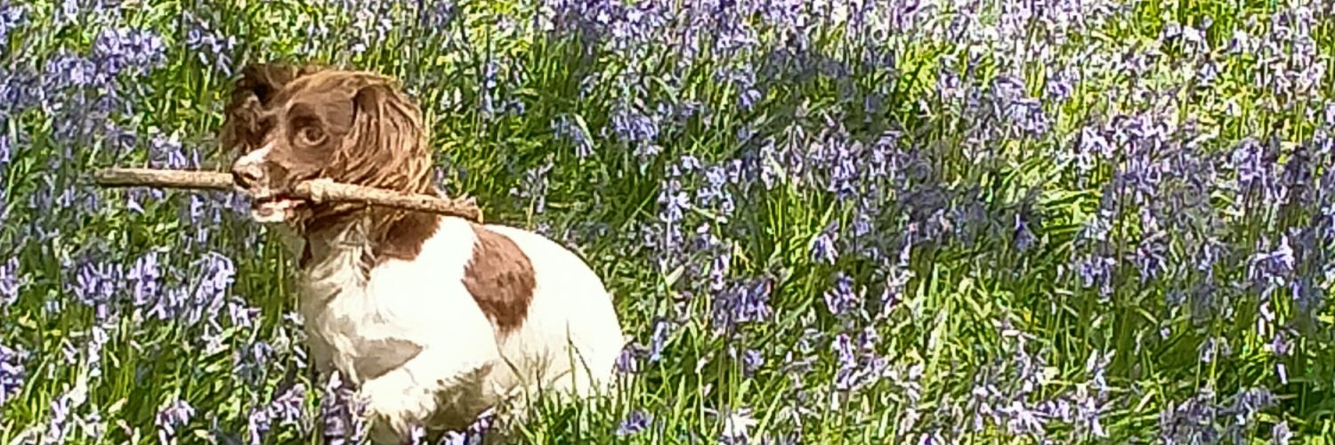 Pauline Callagher 💙 banner