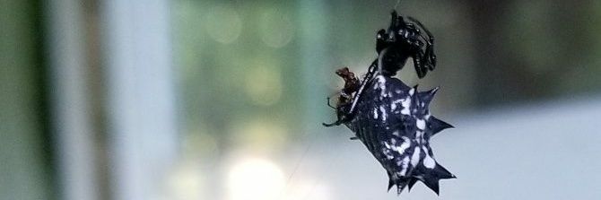 iherdu's profile banner image