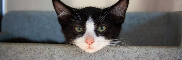 CeliaHammond Profile Banner