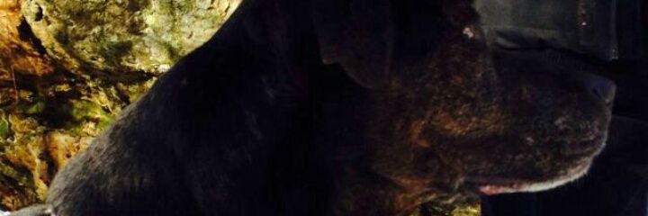 bionda_2000's profile banner image
