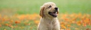 all_pets2's profile banner image