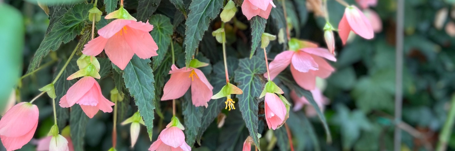 𝕣𝕒𝕞𝕦 / 𝕛𝕒𝕕𝕖 | 🍖🍃 🍵🌸 | yuripilled banner